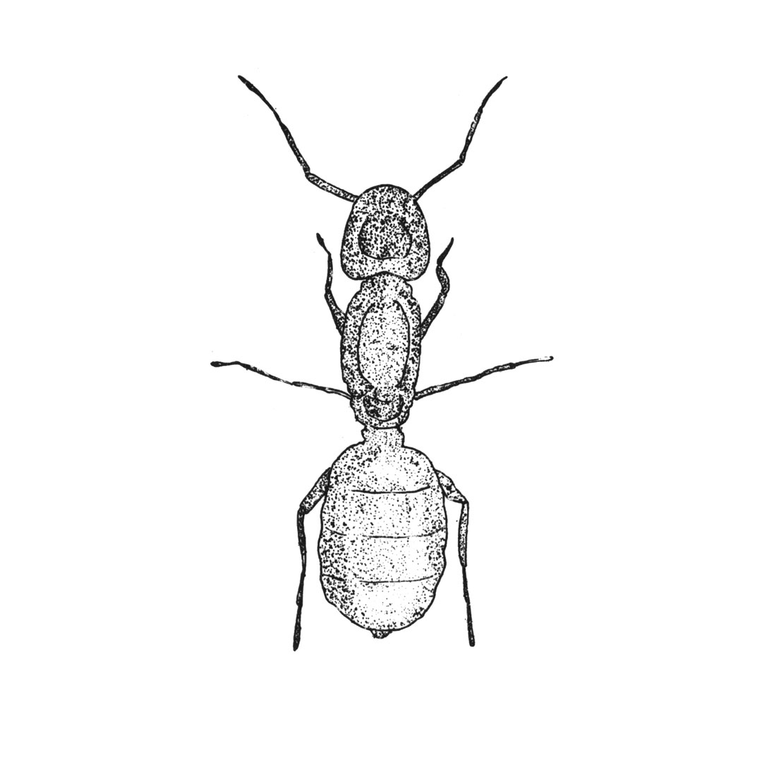 7INSECTES2019 (10)